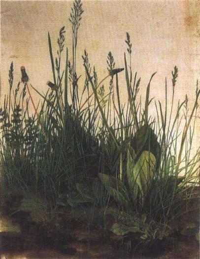 丢勒 · 一片草地